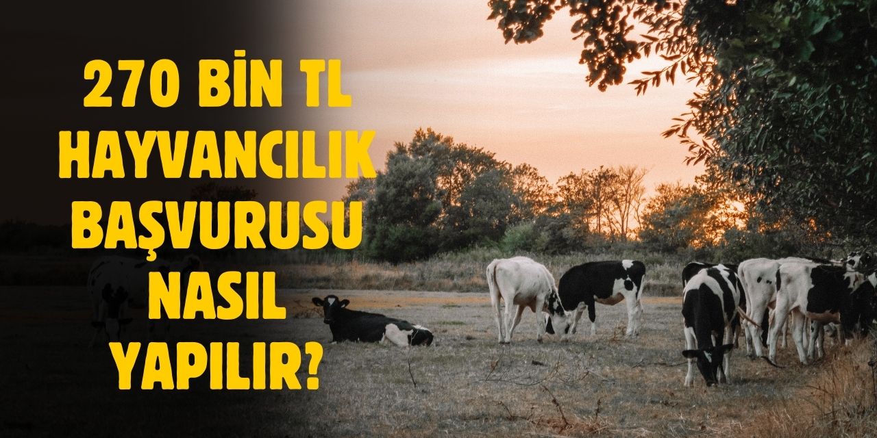 270 bin TL hayvancılık desteği başvurusu nereden nasıl yapılır?