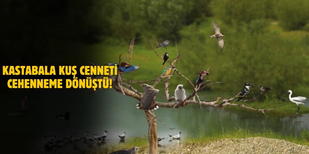 Yangın Sonrası Kuş Cenneti Cehenneme Dönüştü!