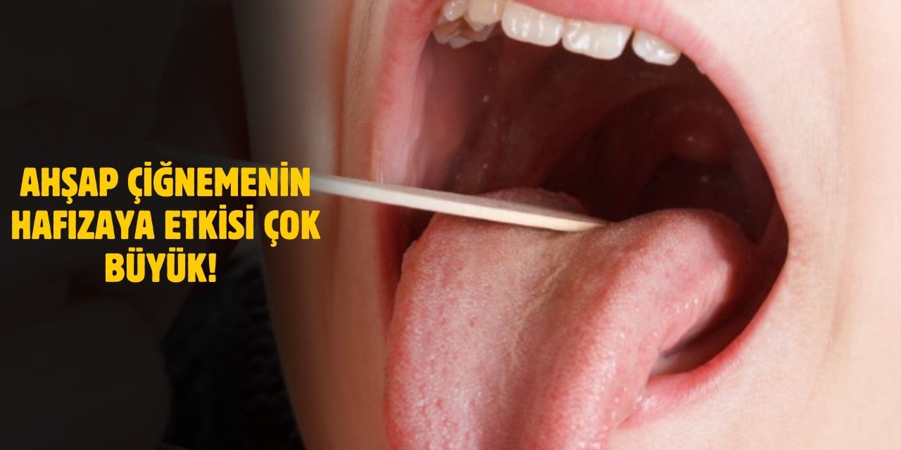 Sakız Değil Ahşap Çiğneyin! Ahşap Çiğnemenin Hafızaya Etkisi Ortaya Çıktı