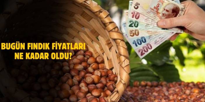 18 Mart 2025 Güncel Fındık Fiyatları! Ordu, Giresun ve Samsun'da Fiyatlar Ne Durumda?