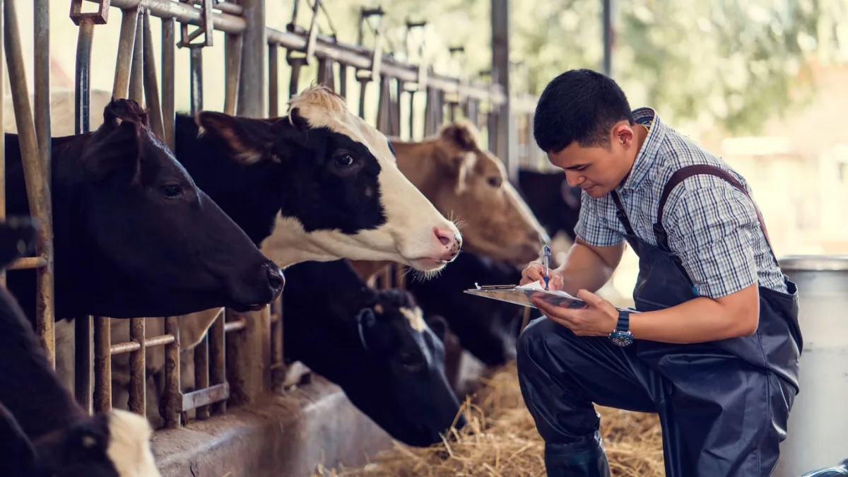 Dairy farmer reviewing tax forms and loan paperwork