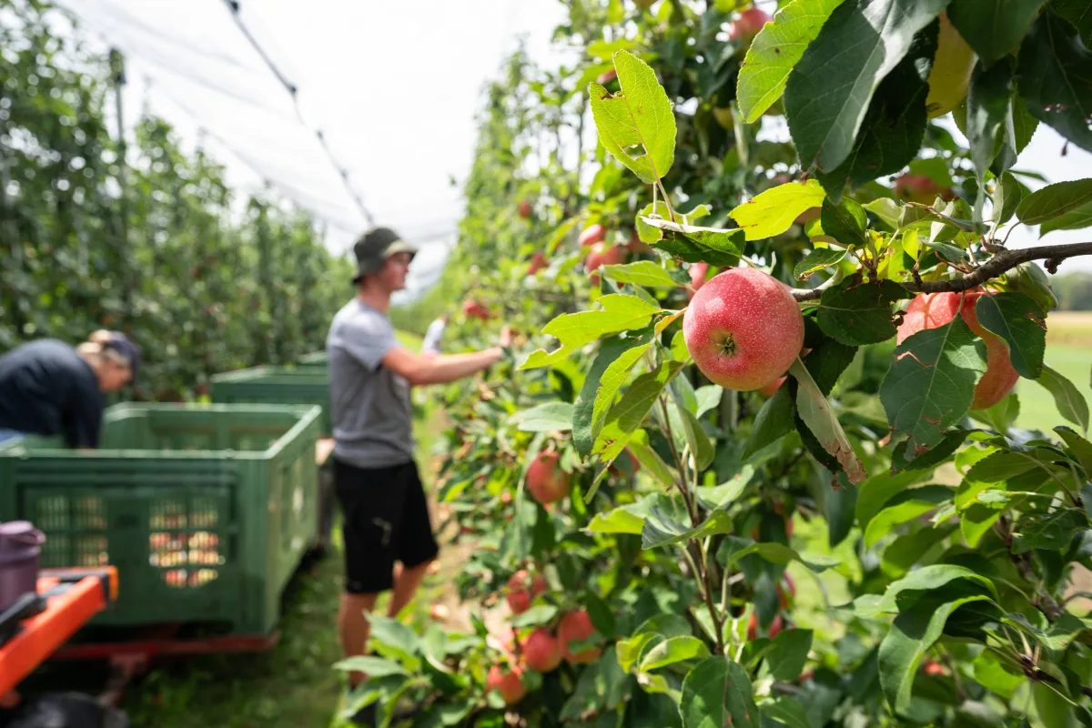 Trabajadores agrícolas en Washington durante la cosecha de fruta