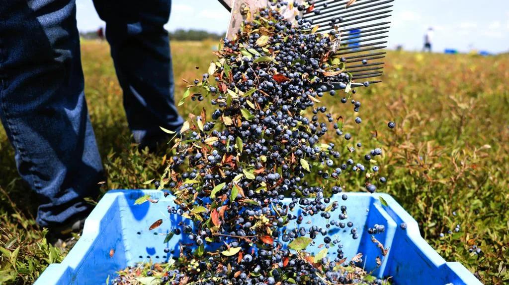AI-powered harvest forecasting in a fruit orchard